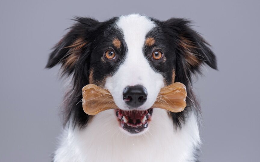 dog with a chew.jpg